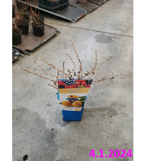 Ribes uva-crispa 'Hinnonmaeki Gul' RP 1,6 L